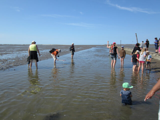 Für Jeden ist im Watt etwas zu finden